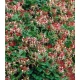 WICIOKRZEW JAPOŃSKI Red World - sadzonki 20 / 30 cm